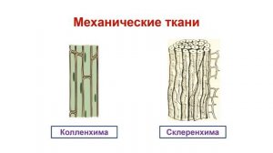 Тема 14. Ткани растений. Лабораторная работа № 4 «Строение эпидермиса листа комнатного растения»