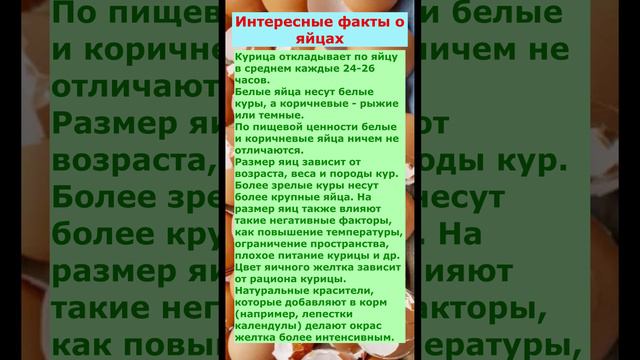 Интересные факты о яйцах