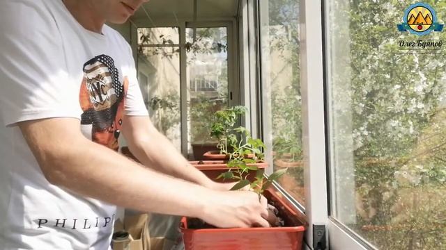 Как пересадить рассаду перцев на балкон смотреть онлайн