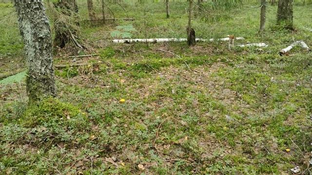 ТРУБЫ СМЕРТИ + ЗЕМЛЯНЫЕ ЗВЕЗДЫ = РЕЗИМУС? ГРИБЫ 19 АВГУСТА 2023Г. смотреть онлайн