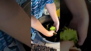 Компост или перегной?