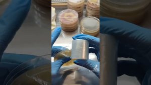 Как закрыть, запечатать чашки Петри, бюджетным способом. Лайфхак для микробиологов.