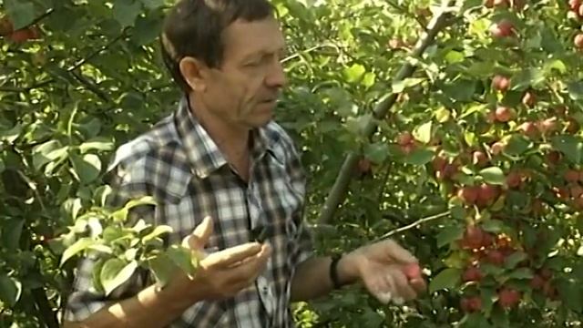 Когда не стоит покупать саженцы