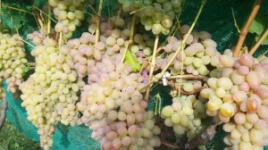 Виноград Водограй 2018г