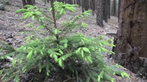 На МОПЕДАХ на УРАЛЬСКИЕ ГОРЫ . Мотопутешествие с Женей Токарем .