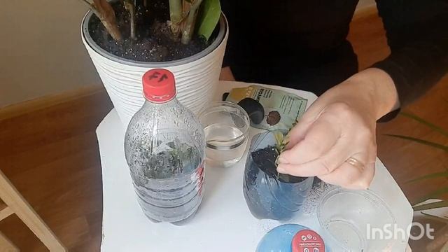 Быстрое выращивание самшита? смотреть онлайн