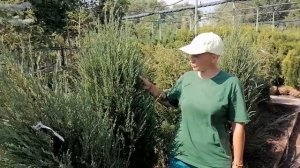 Можжевельники. В чем польза? Какой сорт выбрать?