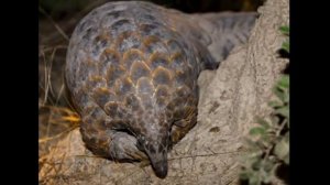 Панголины — Pangolin