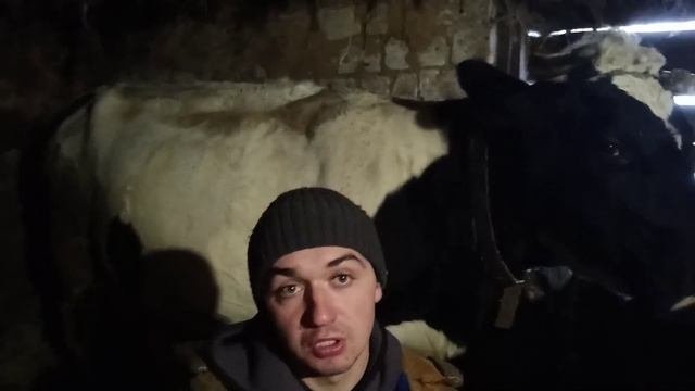 зимние кормление коров !!! чем я кормлю своих коров !!!