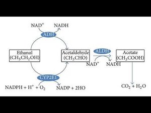 Любой Алкоголь Провоцирует Рак и Повреждает ДНК