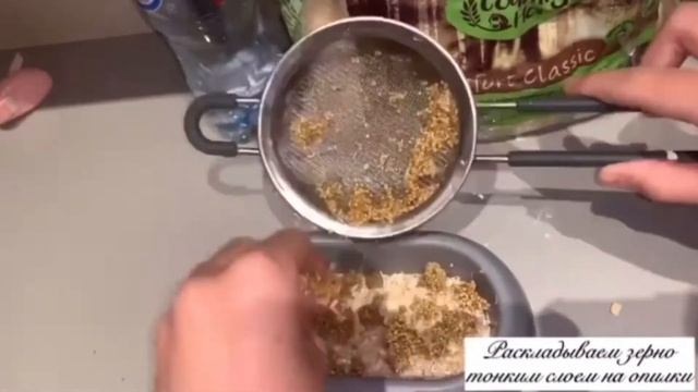 Проращиваем просо | Рецепт |