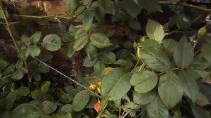 Graham Thomas (Грехам Томас роза)