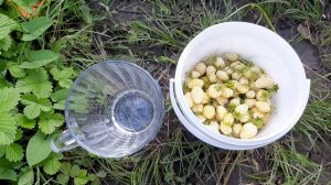 Земляника садовая белая