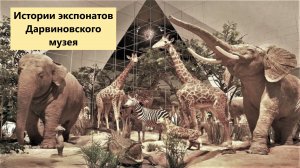 МУЗЕЙНЫЕ ИСТОРИИ О ДВУХ СЛОНАХ  (ЭКСПОНАТЫ ДАРВИНОВСКОГО МУЗЕЯ) ..mp4