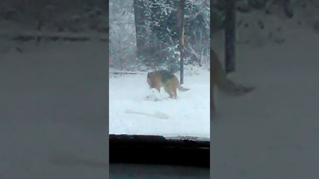 This dogs brick is stuck in the snow