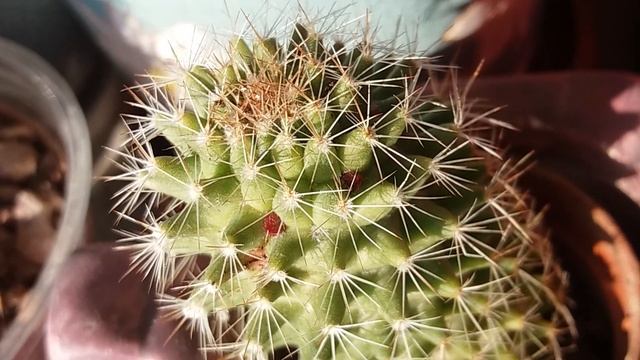 Зацвела Красула (толстянка)и Эониум!!Январь 2018г. смотреть онлайн