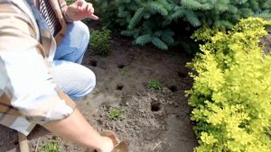 РОСКОШНЫЕ ХВОЙНЫЕ В САДУ | Подкормка для хвойных растений