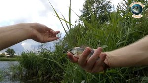 Всё в одном месте: рыбалка, грибы и шашлык. Рыбалка в Калининграде