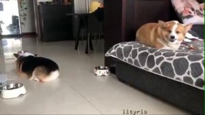 Самые смешные собаки Корги Funny Corgi Dogs