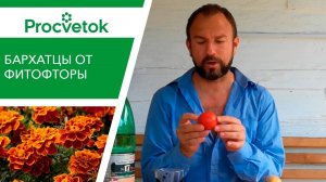 ПРАВДА или МИФ? Бархатцы от фитофторы. Народный способ борьбы с фитофторозом томатов.