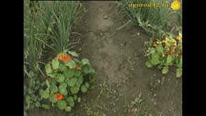 Грядки Митлайдера по-кузбасски, по-сибирски, с размахом и толково