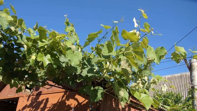 @Начинающим виноградарям. Виноград для беседки 2017 смотреть онлайн