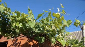 @Начинающим виноградарям. Виноград для беседки 2017