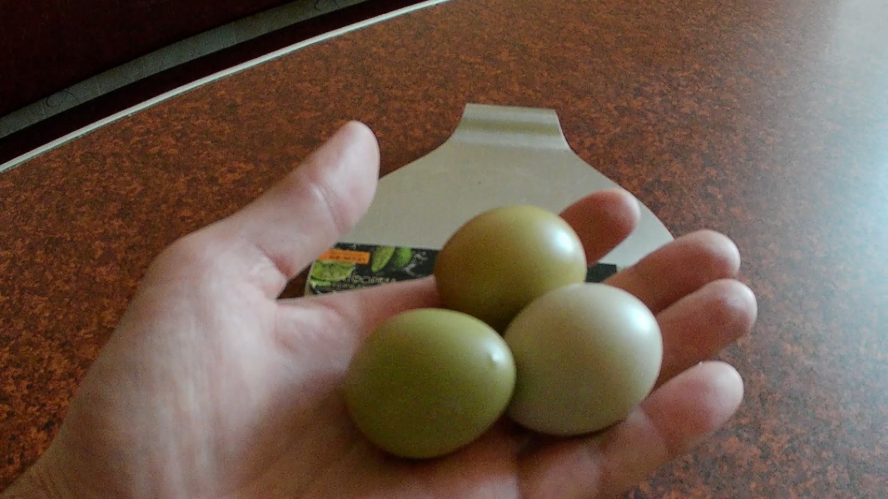 Фазаньи яйца. Яйцо вес СТМ. Как выглядят яйца фазана.