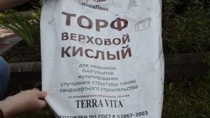 Как посадить гортензию под деревом. Гортензия Лаймлайт