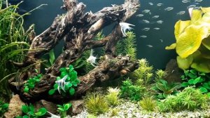 Аквариум 300л . Звершение опыта по применению УДО  унифлор  аква-7  10.02.19.