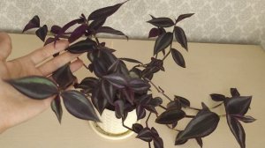 Традесканция, Каллизия. Пополнение в моей в коллекции. Силламонтана, Ладьевидная, Квадриколор и др.