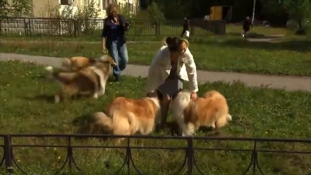 Колли   самые умные собаки  История породы, здоровье собаки и характер породы