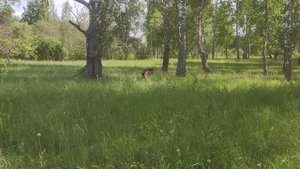 Канадский волк - гибрид. Середина июня 2023