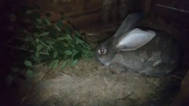 Продали свинину. Котёнок, кролики и другие смотреть онлайн