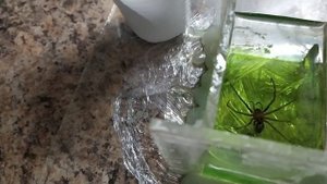 Паук и жук в эпоксидной смоле.
