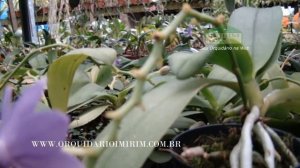 Doritaenopsis Purple Martin "KS"