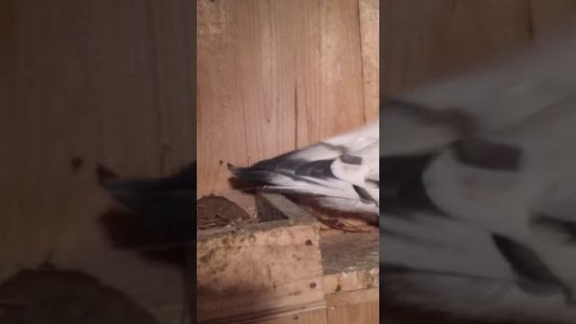 Маленькие голуби. смотреть онлайн