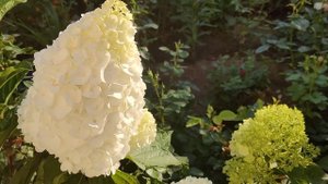 Низкорослые гортензии? Саммер Лав,Шуга раш, Коттон крим, Литтл Спуки,Литтл Блоссом, Саммер Сноу