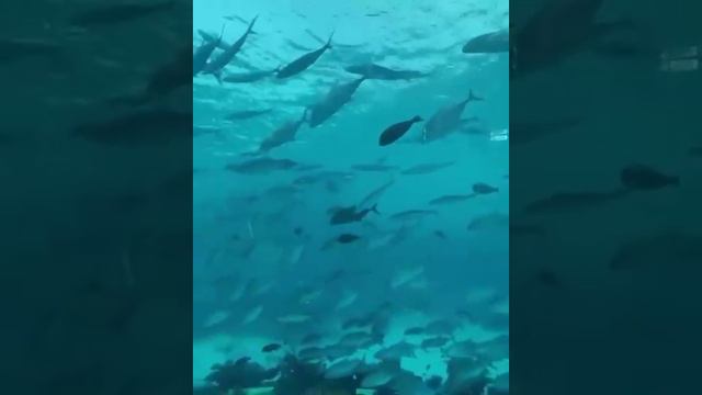 На видео показан единственный в мире уникальный ресторан с морской фауной в Таиланде.