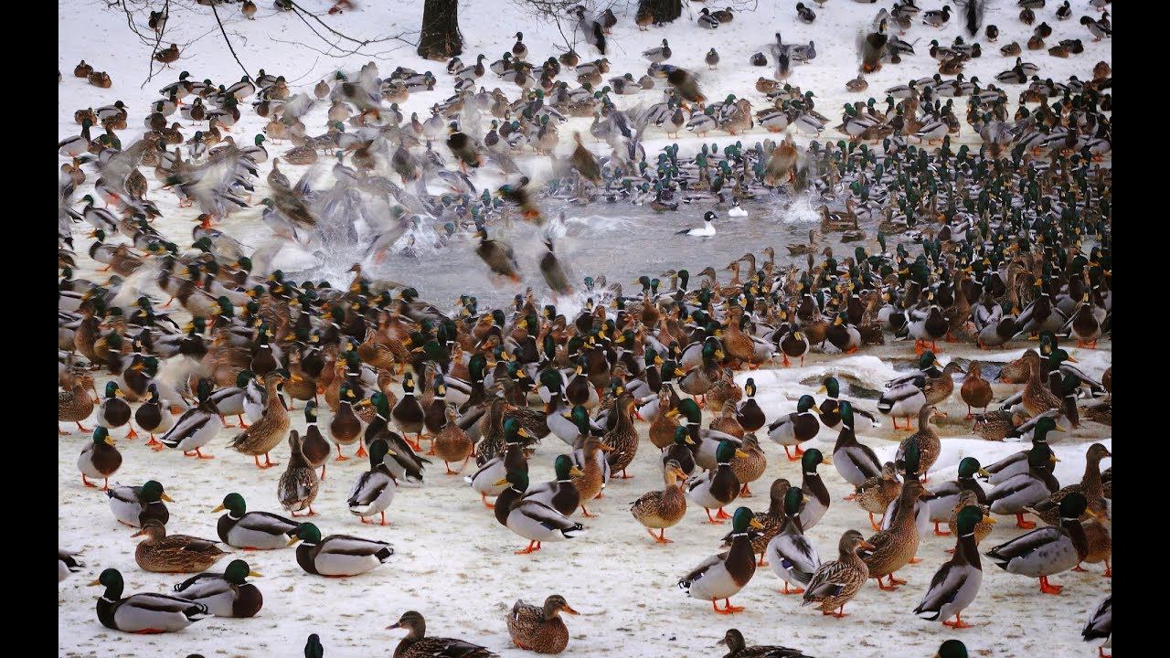 УТКИ ВЗЛЕТАЮТ ИЗ ПОД НОГ! Охота на Волге с чучелами и манком. Охота с ТОЗ-34. смотреть онлайн