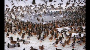 УТКИ ВЗЛЕТАЮТ ИЗ ПОД НОГ! Охота на Волге с чучелами и манком.  Охота с ТОЗ-34.