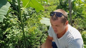 Главная подкормка Павловнии для одревеснения ствола.