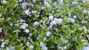 Молитва великомученику и целителю Пателеимону (Иеремии отшельника)