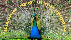 Павлины - чудо - птицы природы. Красивая музыка.