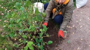 Гортензия крупнолистная. Правильная подготовка к зимовке в северном саду ( ЦВЕТЕНИЕ ГАРАНТИРОВАННО)
