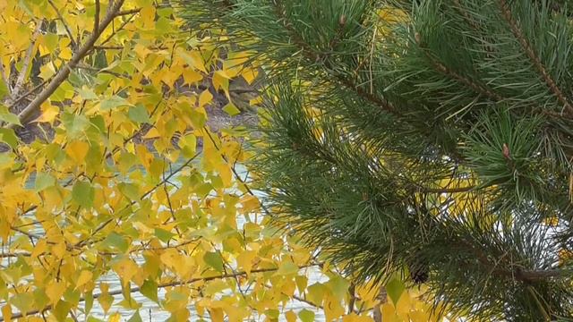 Футаж релакс осенний дуэт 2020 092 смотреть онлайн