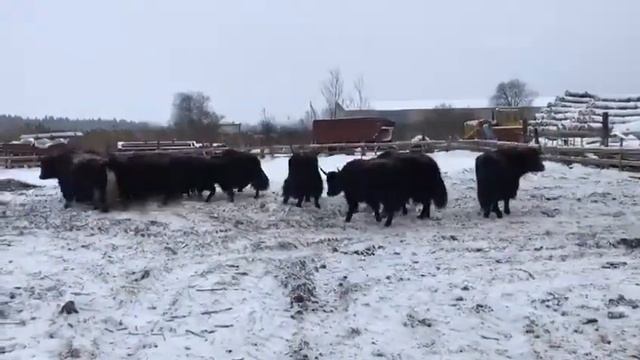 Экоферма Вакарова