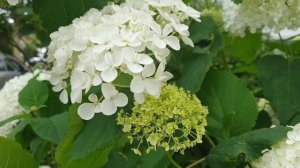 Giant, live, bouncy balls - White hydrangea/hortenzia