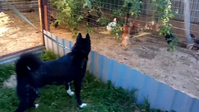 Русско-Европейская Лайка Зейда смотреть онлайн