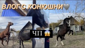 ВЛОГ С КОНЮШНИ? | ЛОШАДИ ПОДРАЛИСЬ?НАС ЧУТЬ НЕ СБИЛА МАШИНА? ДЕНЬ С ПРИКЛЮЧЕНИЯМИ? ЧП
